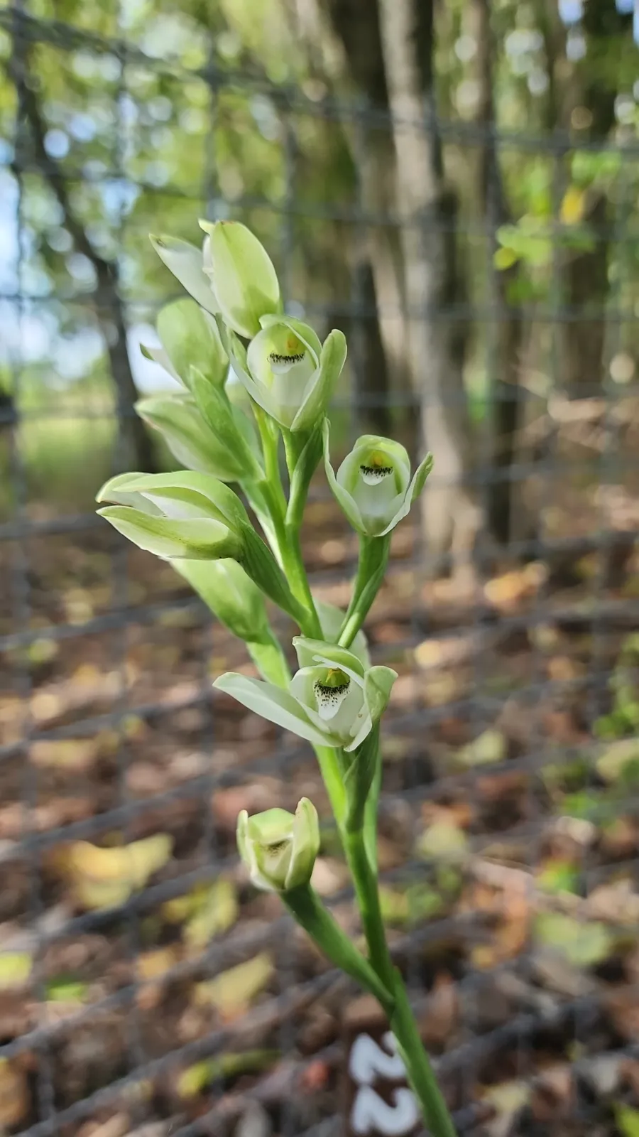 Vara florida de orquídea del talar, ejemplar monitoreado
